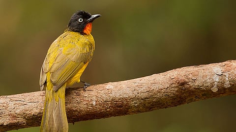 Goa State Bird: गोव्याचा राज्यपक्षी तुम्हाला माहितीये का? जाणून घ्या खासितयत