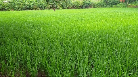 गोव्यातील भात उत्पादकांसाठी खूशखबर! शास्त्रज्ञांनी तयार केले हवामान बदल आणि पूरस्थितीचा सामना करणारे वाण