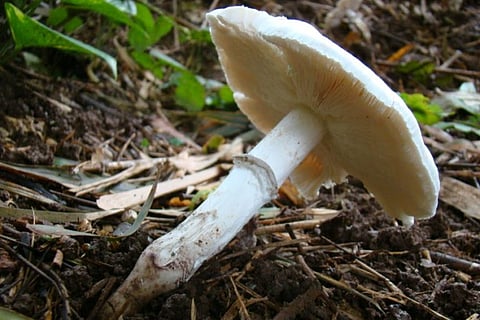 Goan Mushroom