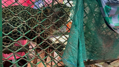 Leopard Trapped in Cage