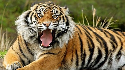 Goa, Madei Wildlife Sanctuary: वाघाचं वस्तीस्थान- म्हादेई अभयारण्य! गोव्याच्या प्लॅनमधून तुम्ही बिलकुल मीस करु नका