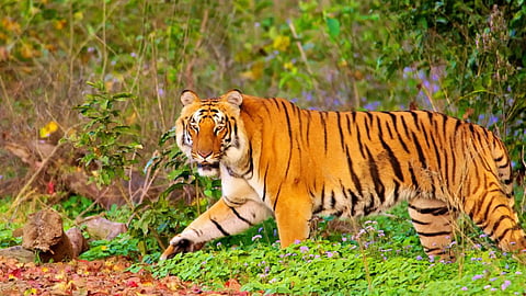 Netravali Wildlife Sanctuary Photo: गोवा ट्रिप प्लॅन करताय? नेत्रावळी अभयारण्याला मग जरुर भेट द्या!