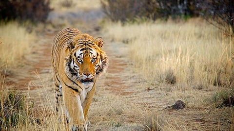 Mhadei Tiger Reserve Update: राष्ट्रीय व्याघ्र संवर्धन प्राधिकरणाने गोवा सरकारला शास्त्रीय पुराव्यांच्या आधारे म्हादई अभयारण्य व्याघ्र प्रकल्प म्हणून घोषित करण्याची विनंती केली आहे, असे सर्वोच्च न्यायालयात सादर केलेल्या प्रतिज्ञापत्रात नमूद केले आहे.