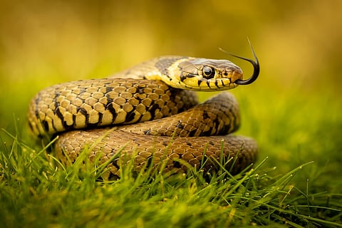 Snakes Found In Goa: आजचे औचित्य साधून गोव्याच्या जंगलात आढळणाऱ्या सापांच्या निवडक प्रजातींची माहिती घेऊ