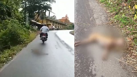 Animal Cruelty: कुत्र्याला दुचाकीला बांधून फरफटत नेले, गोव्यात बेळगावच्या व्यक्तीला अटक