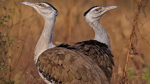 Rarest Birds in World: जगातील 'हे' दुर्मिळ पक्षी नामशेष होण्याच्या मार्गावर; जाणून घ्या