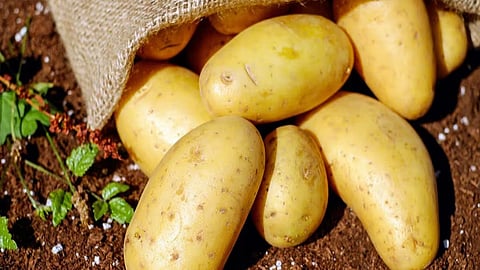 World Expensive Potato: बटाटा आहे की सोनं? 1 किलोची किंमत तब्बल 50 हजार रुपये; जाणून घ्या खासियत!