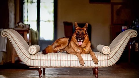 Richest Dog In The World: जगातील सर्वात श्रीमंत कुत्रा तुम्हाला माहितीये का? सेलिब्रिटीसारखी आहे लाईफस्टाईल