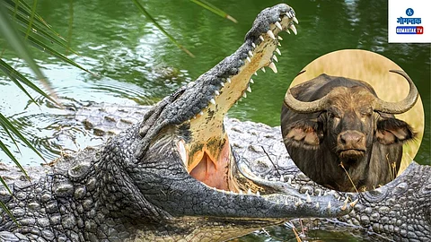 Crocodile At Goa: अधिकाऱ्यांनी घटनास्थळी जाऊन मृत म्हशीची तपासणी केल्यानंतर त्यात जखम झाल्याचे दिसत नसल्याची माहिती दिली
