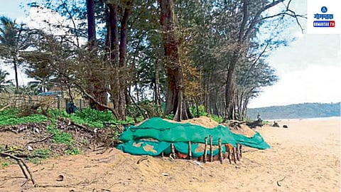 Galgibaga: पैंगीण जैवविविधता व्यवस्थापन समितीने ही बाब सरकारच्या निदर्शनास आणून देऊनही अद्याप ठोस कारवाई सुरू झाली नाही