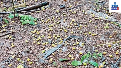 Betel Nut Farms: पावसामुळे वेळीच औषध फवारणी करता न आल्यामुळे बुरशीमुळे मोठ्या प्रमाणात सुपारी गळून पडली आहे, त्यामुळे लाखो रुपयांचे नुकसान झाले आहे
