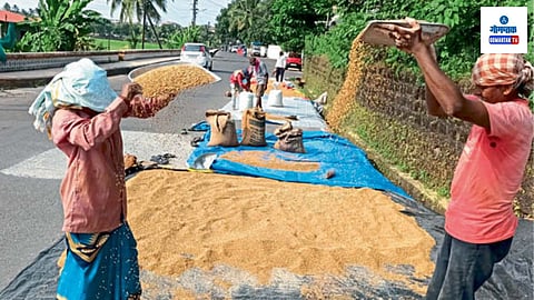Goa Rice Farming: राज्यातील काही भागात भाताच्या मळणीला सुरूवात झाली आहे. तर अनेक भाग असे आहेत जेथे अजून भाताची कणसे हिरवी आहेत. ताळगावात मे महिन्याच्या शेवटच्या आठवड्यात पेरणीला सुरूवात केली होती.
