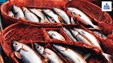 Mormugao Municipal Council: वास्को येथील मासळी मार्केटमधील विक्रेत्यांनी पुन्हा एकदा बेकायदा घाऊक मासे विक्रीवर आक्षेप घेतल्यानंतर मुरगाव पालिकेने घाऊक मासे विक्री करण्यावर बंदी घातली आहे.