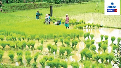 Goa Farmers