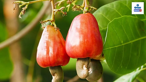 Goa Agricultural News: गोवा वन विकास महामंडळाने सरकारी काजू बागायती पुनरुज्जीवित करण्यासाठी विशेष योजनांतर्गत मंडळाला आर्थिक अनुदान देण्याचा निर्णय घेतला आहे.