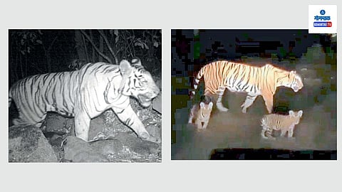 Tigers In Mhadei: जैविक संपदेत श्रीमंत असलेल्या गोव्याच्या म्हादई अभयारण्यात पुन्हा एकदा पट्टेरी वाघांचा मुक्त संचार व वावर वाढल्याने वाघांचे अस्तित्व हे या जंगलात कायमच असल्याचे सिद्ध झाले आहे.