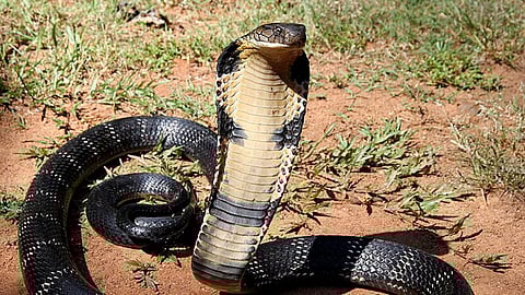 King Cobra: पश्चिम घाटातील किंग कोब्रा नवी प्रजाती; अभ्यासातून माहिती समोर
