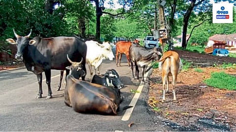 Maye Stray Cattles, Stray Animals Mayem