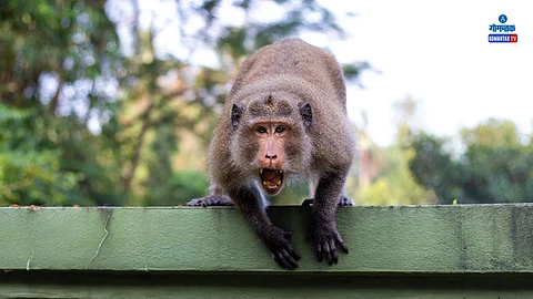 Monkey Attack