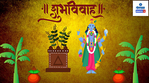 Goa Tulsi Vivah Tradition: चातुर्मास संपल्यावर देवाचे अर्थात भगवान श्रीकृष्णाचे तुळशीमातेशी लग्न लागते