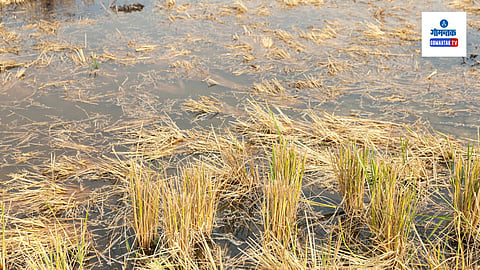 Rice Farming Under water