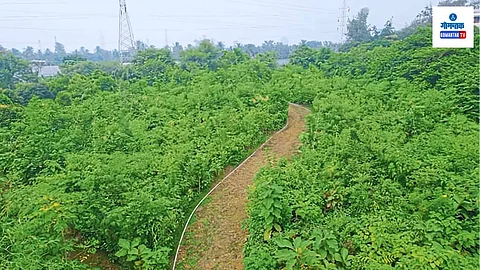 Miyawaki Plantation at Mopa Airport