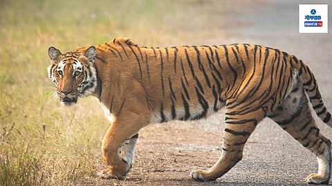 Tiger On Road