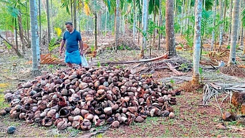 Sattari: सत्तरीत रानटी प्राण्यांचा हैदोस, बागायती पिकांचे मोठे नुकसान; शेतकरी संतप्त मात्र सरकारची उदासीन