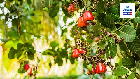 Cashew Cultivation
