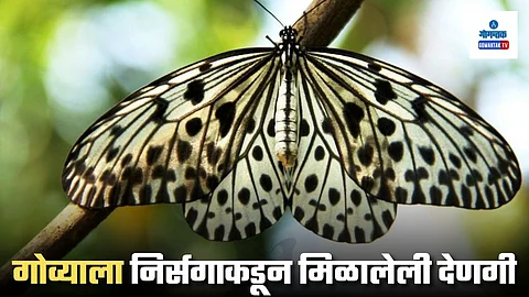 Malabar Tree Nymph Butterfly