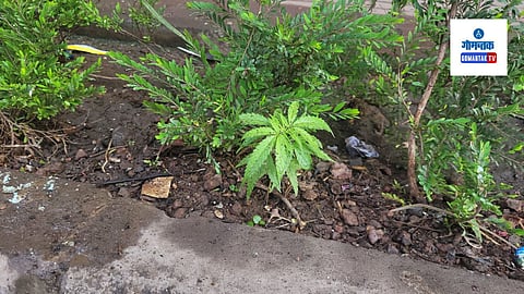 Cannabis Plant Found In Panaji