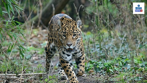 Leopard Attack