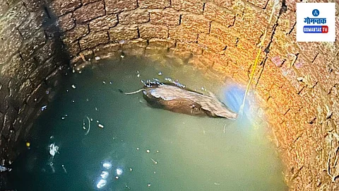 Wild boar Trapped in Well