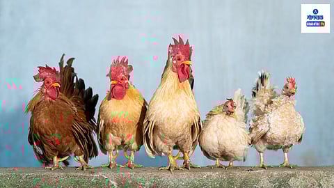 Goa poultry news