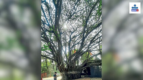 Porvorim Banyan Tree