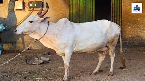 Shwet Kapila cattle breed