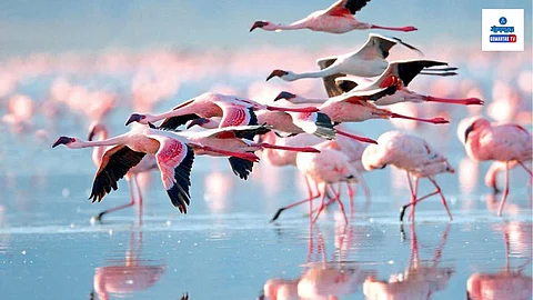 Goa Bird Migration