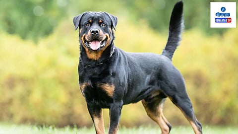 Anjuna: कुत्र्यामुळे मालक गोत्यात! रॉटवेलरने घेतला 40 वर्षीय तरुणाच्या पायाचा चावा, मालकाविरुद्ध गुन्हा