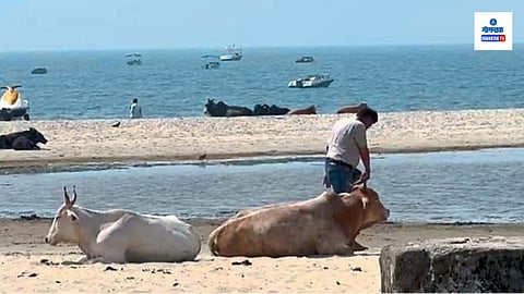 Colva Beach: कोलवा किनारा आपलं वैभव हरवून बसला... वाढत्या प्रदूषणाला सरकारच जबाबदार; समाज सेवक सायमन रॉड्रिग्ज यांचा दावा