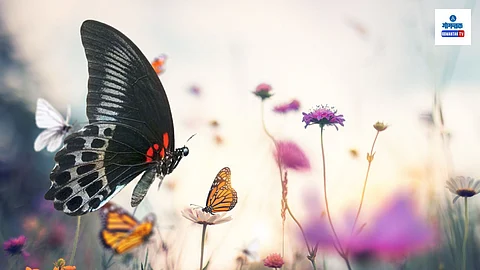 Neelpari butterfly Goa