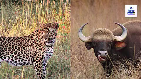 Leopard Bison Sighting In Goa