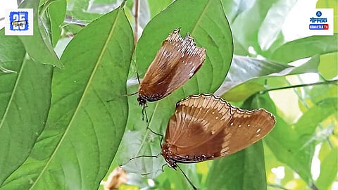 Butterflies Migration Goa