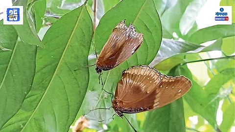Butterflies Migration Goa