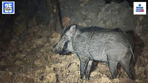 Wild Boar Accident