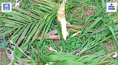 Sattari Valpoi Wildlife conflict