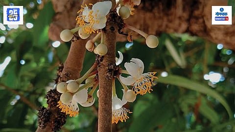 Surangi Flowers