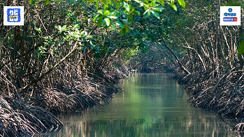 Mangrove Goa