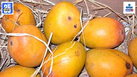 Mankurad Mango