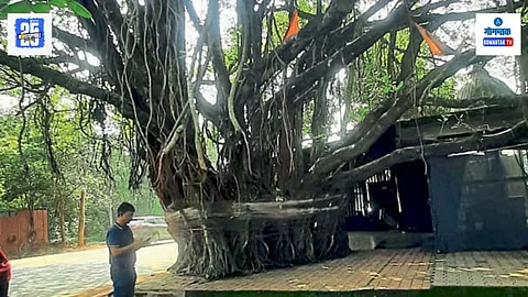 Mumbai High Court Approves Relocation of Sacred Banyan Tree
