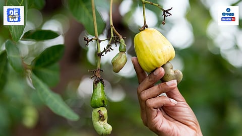 Cashew Fruit Goa